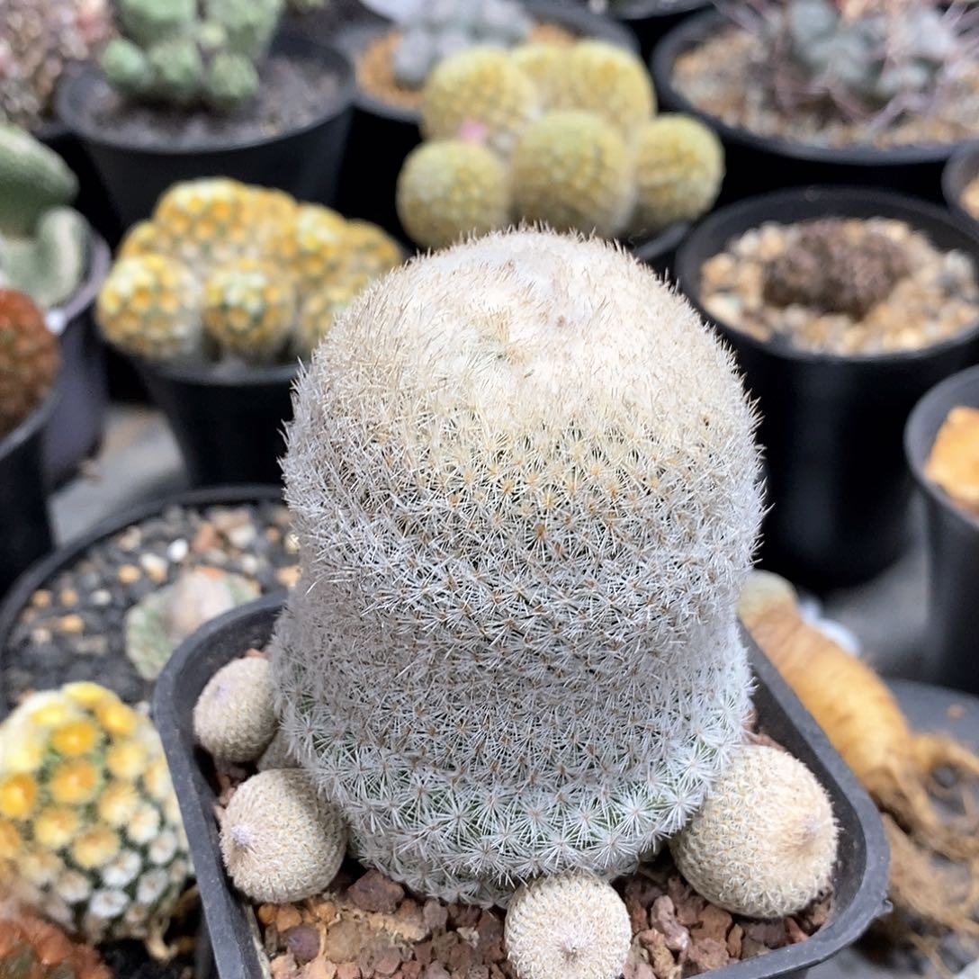 实生大月世界仙人球