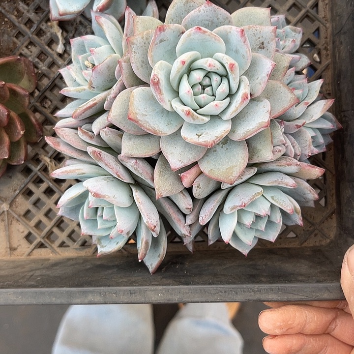 两单包邮，一物一拍粉