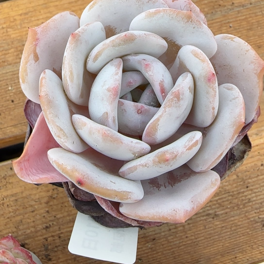 三**丽花语逸境0210-487