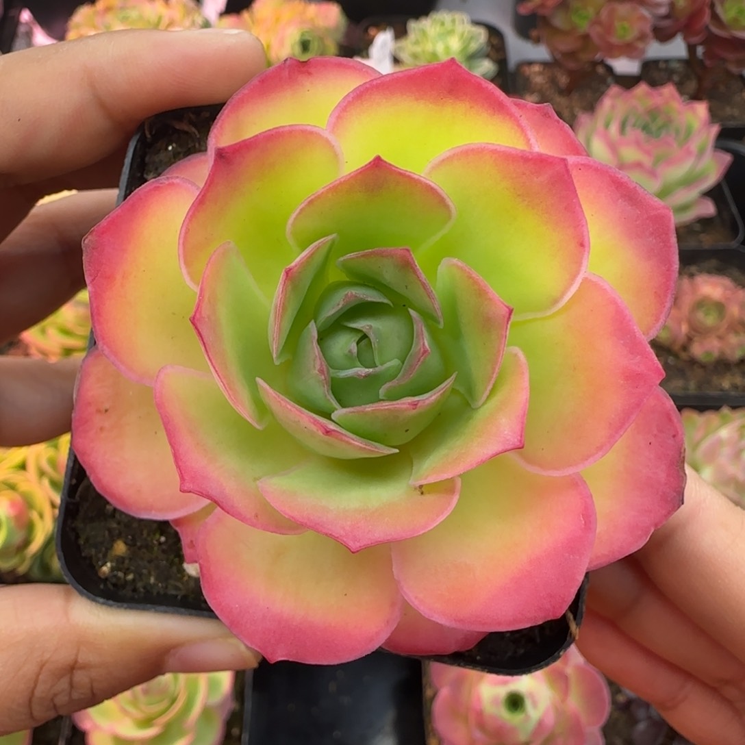 Y753半城玫瑰魅影