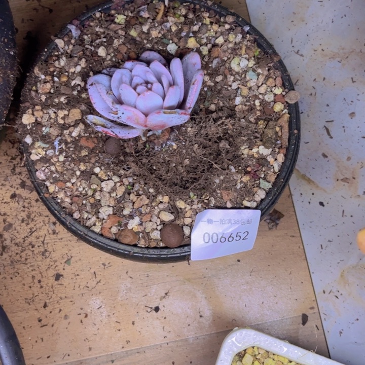 *****多肉一物一拍6652