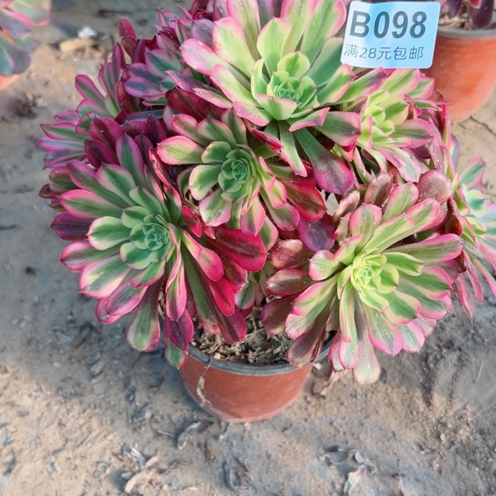 98舞天姬多肉植物纤