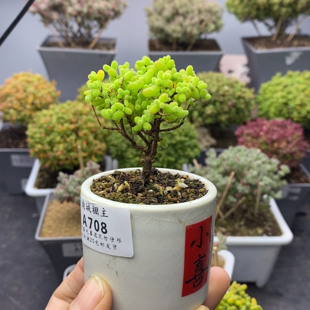 708金桔糖球枝干