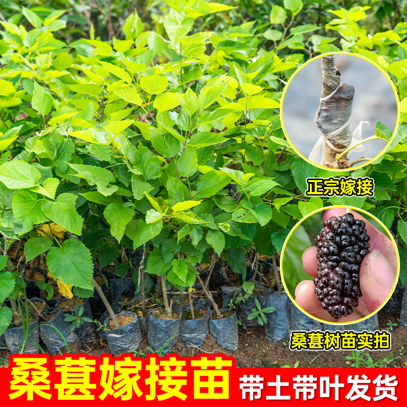 【直播专享】桑葚盆栽树苗四季桑树养蚕新鲜食用桑叶阳台盆栽地栽苗