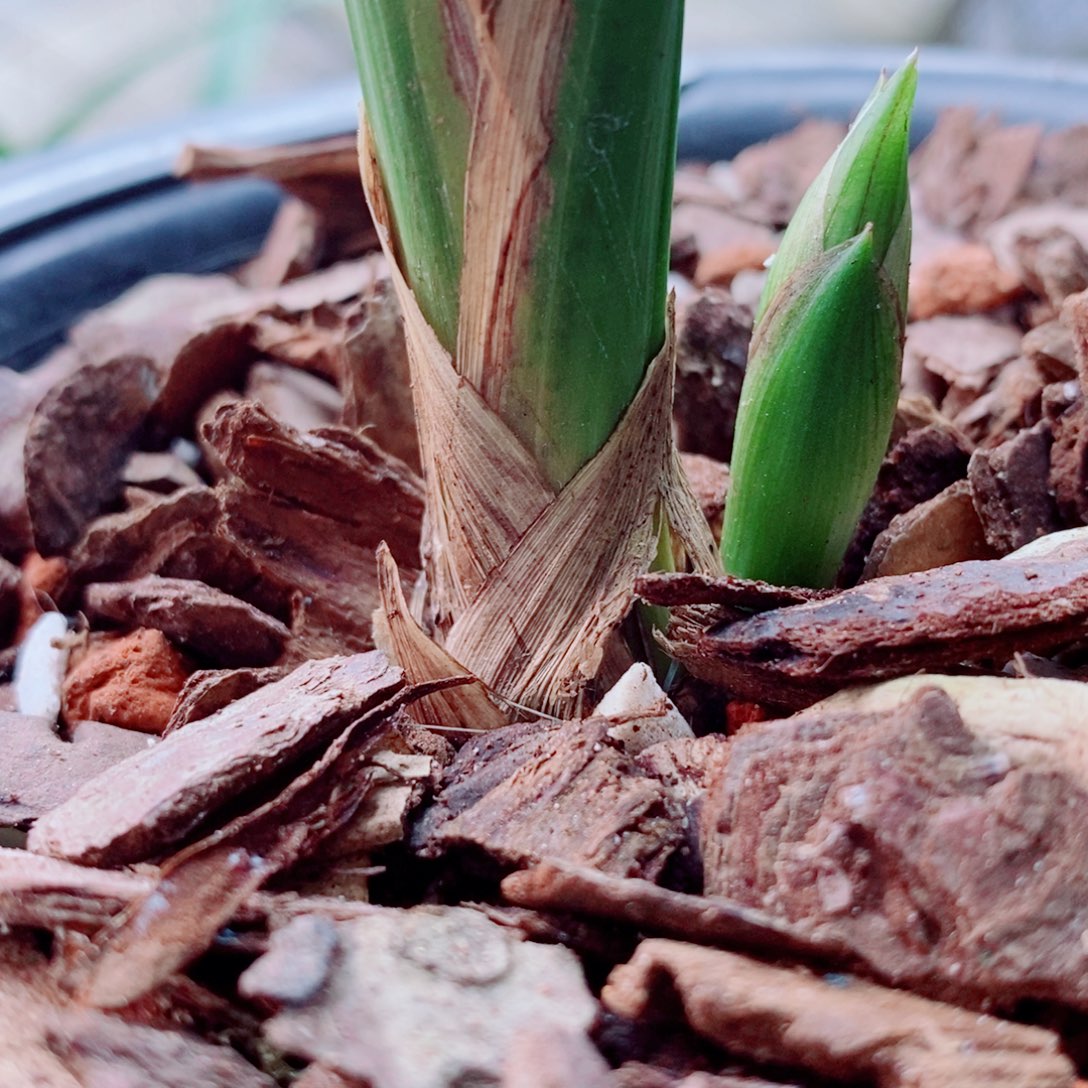大部分花苞少量开放