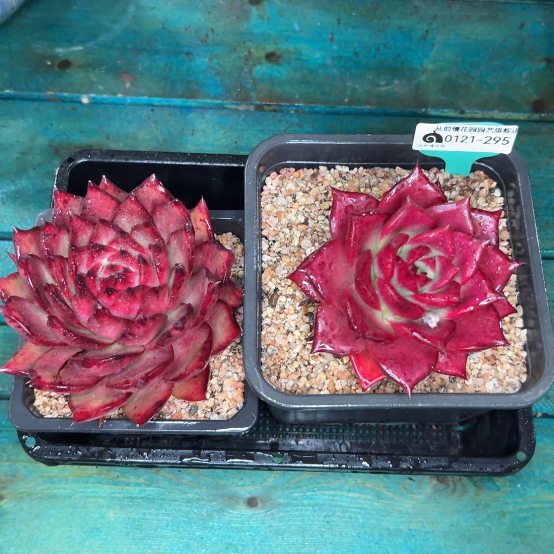 多肉精选编号0121.295