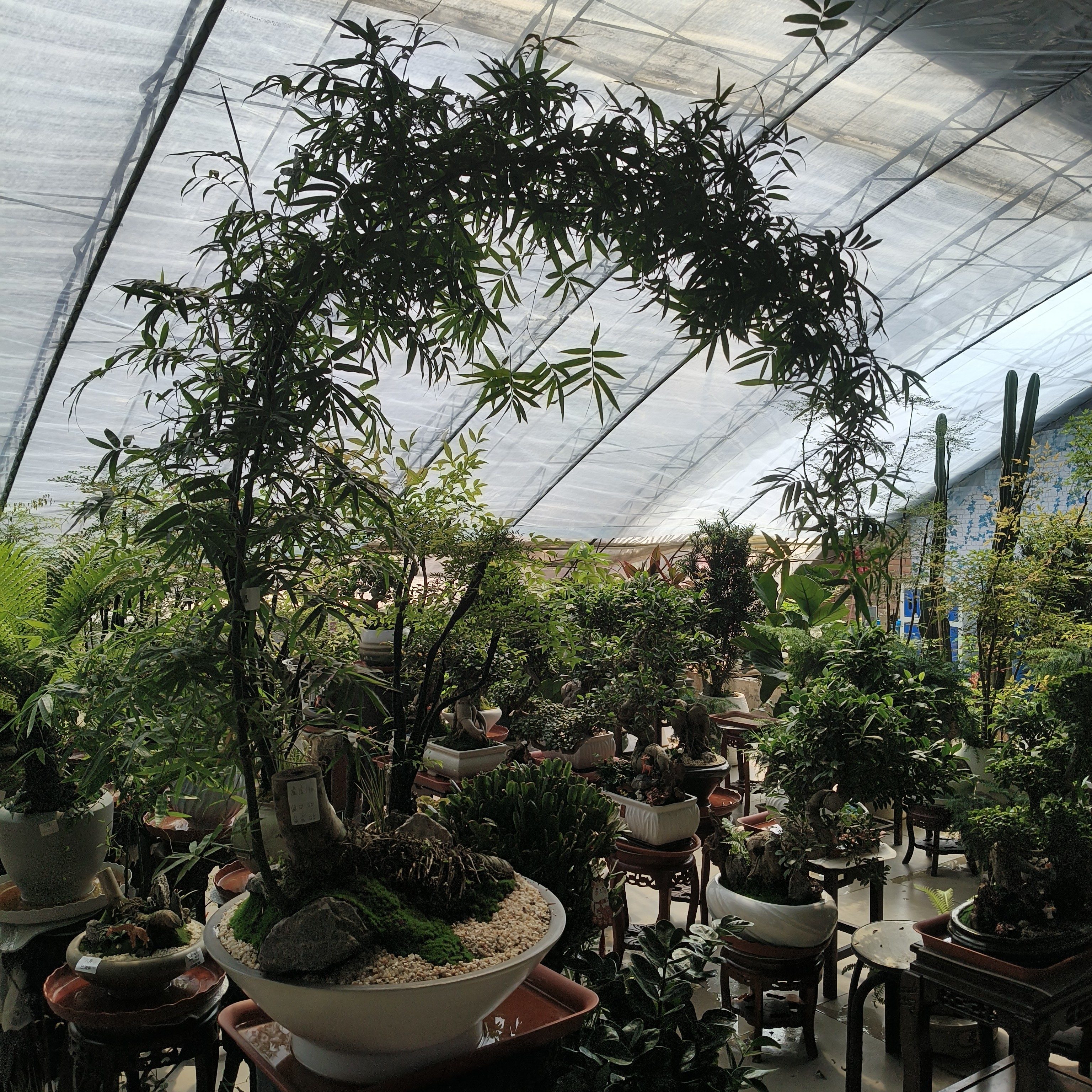 飘枝大簕竹高度140