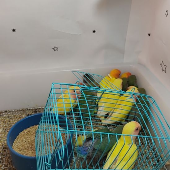 虎皮鹦鹉牡丹鹦鹉鹦鹉2只
