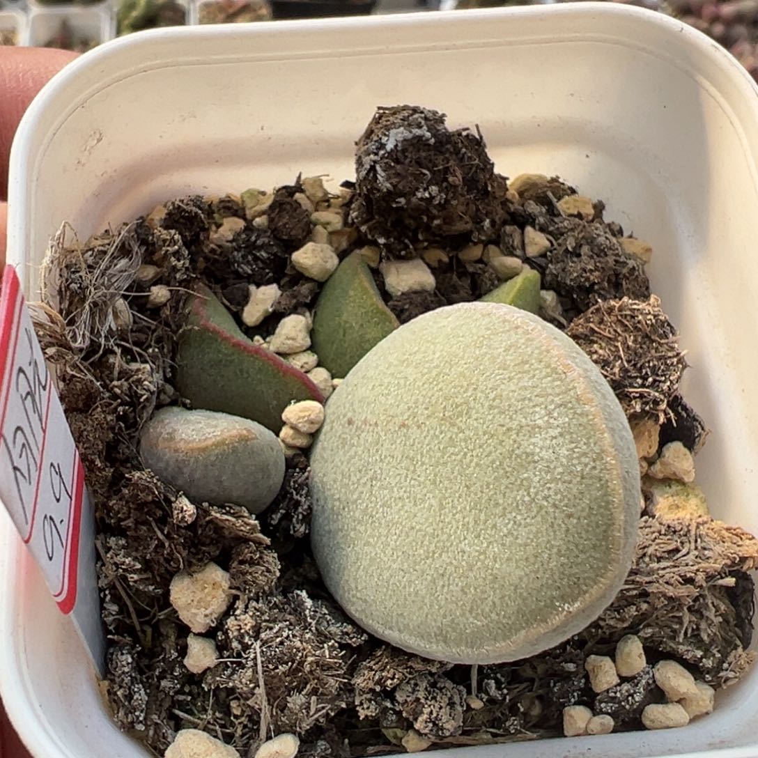 白月光母叶背后有疤特价多肉植物