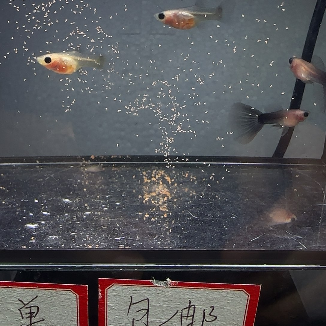 孔雀鱼蓝礼服玻璃猫两对