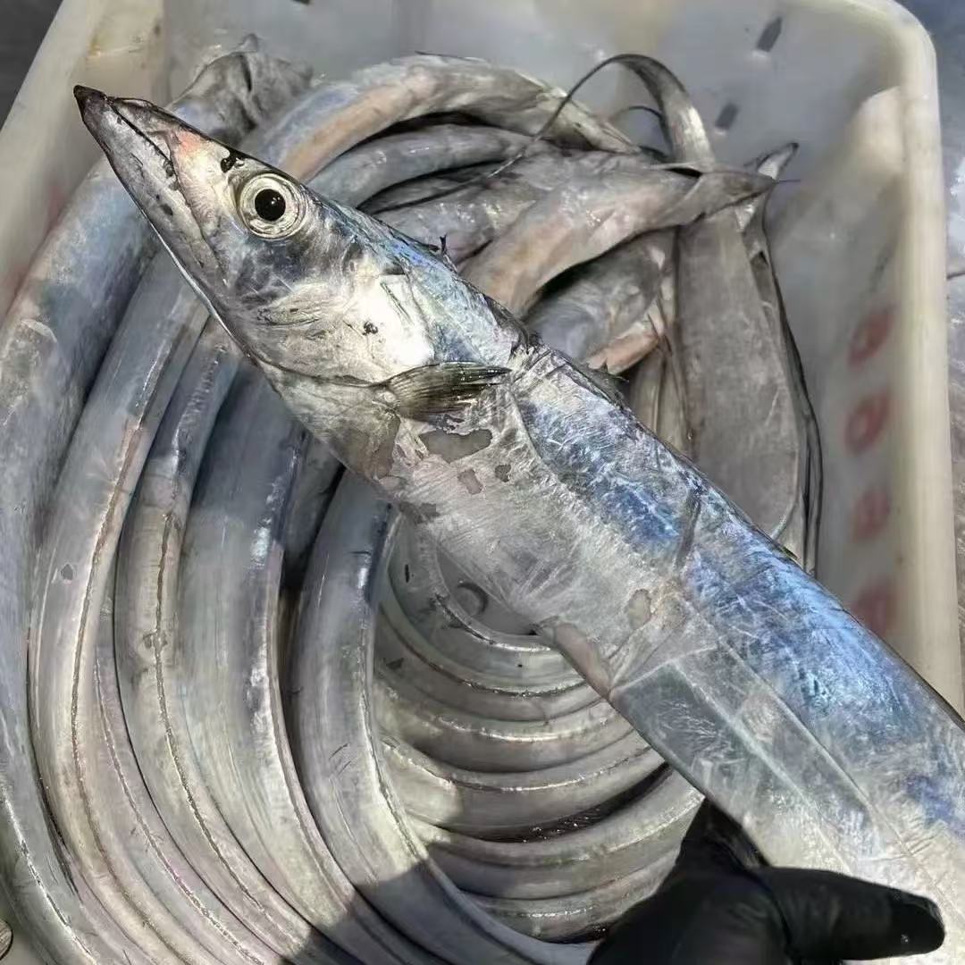 【油带鱼3斤】台州东海野生油带 小头小眼睛  3斤5条左右
