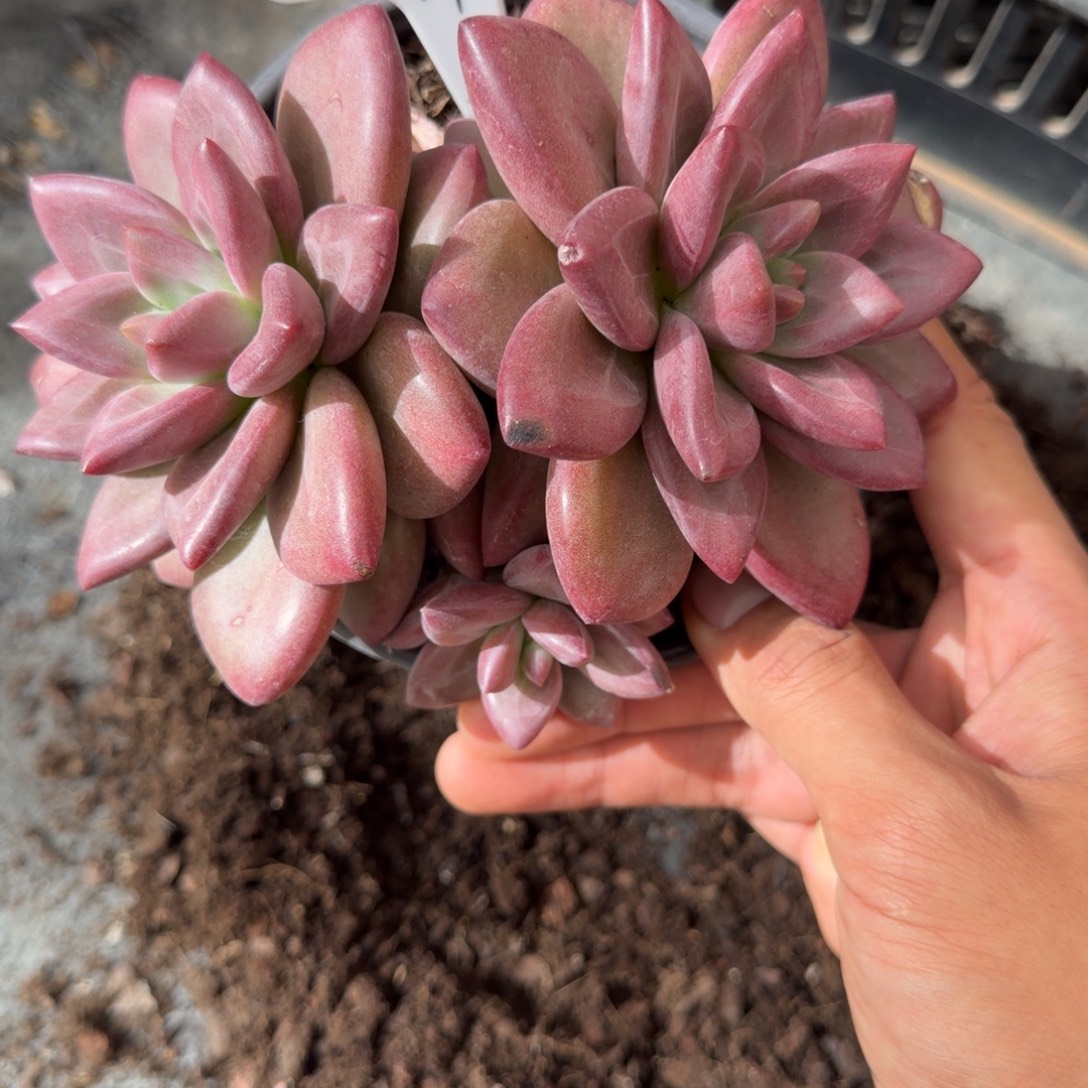 一物一拍赫菲斯托福利款94