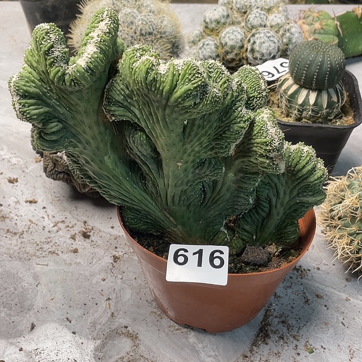 完全开放616缀一个