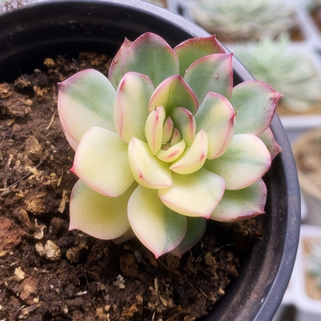 096雨燕座锦锦锦锦锦锦