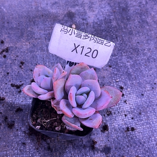 我是第一百个为妖刀应援的阴阳