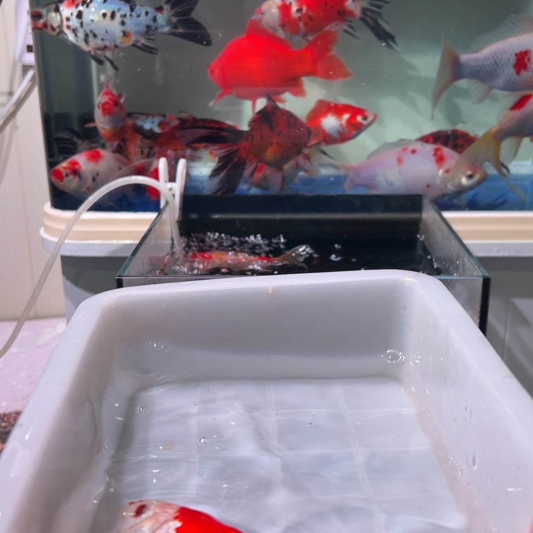 W***W海水观赏鱼福利多多啊