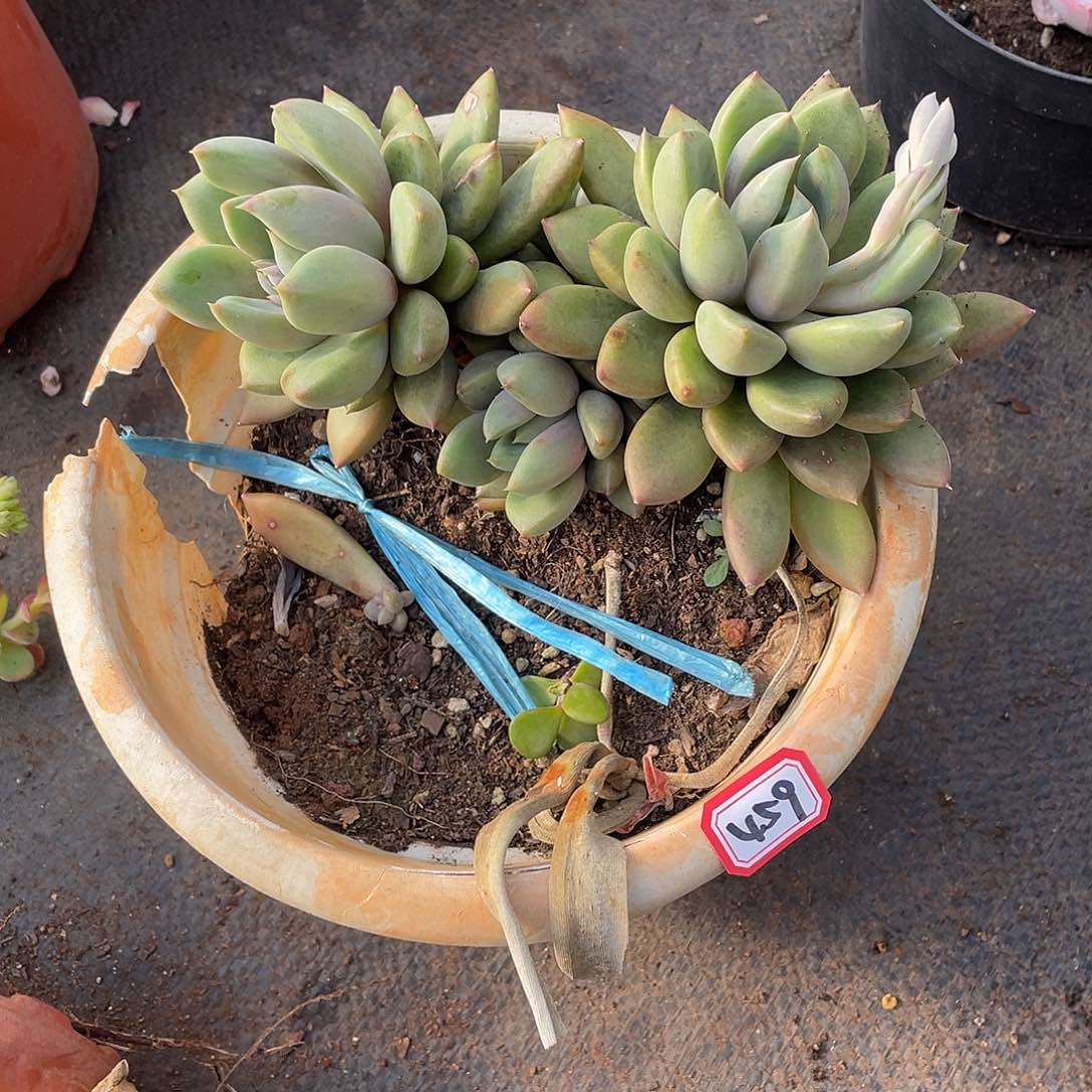 459象牙一物一拍多肉