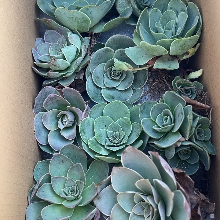 杨604 10颗不同品种组合