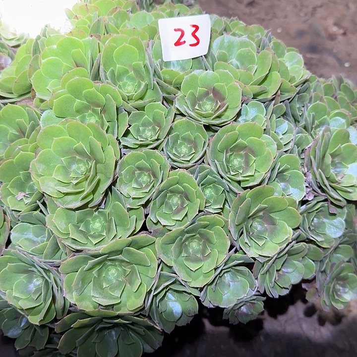 精品红心沙拉碗绣球朵朵巨无霸福利23