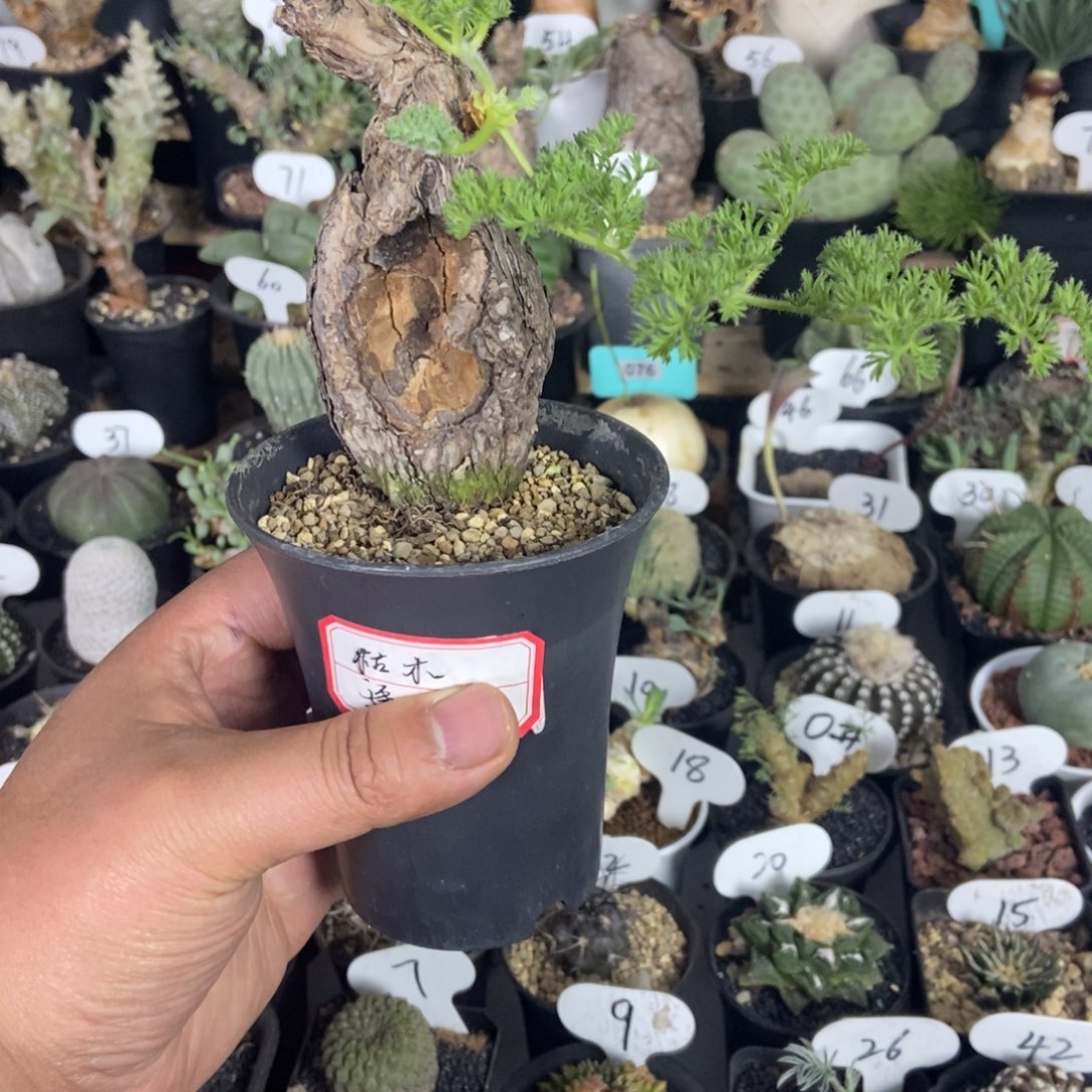 枯木阳奎一物一拍