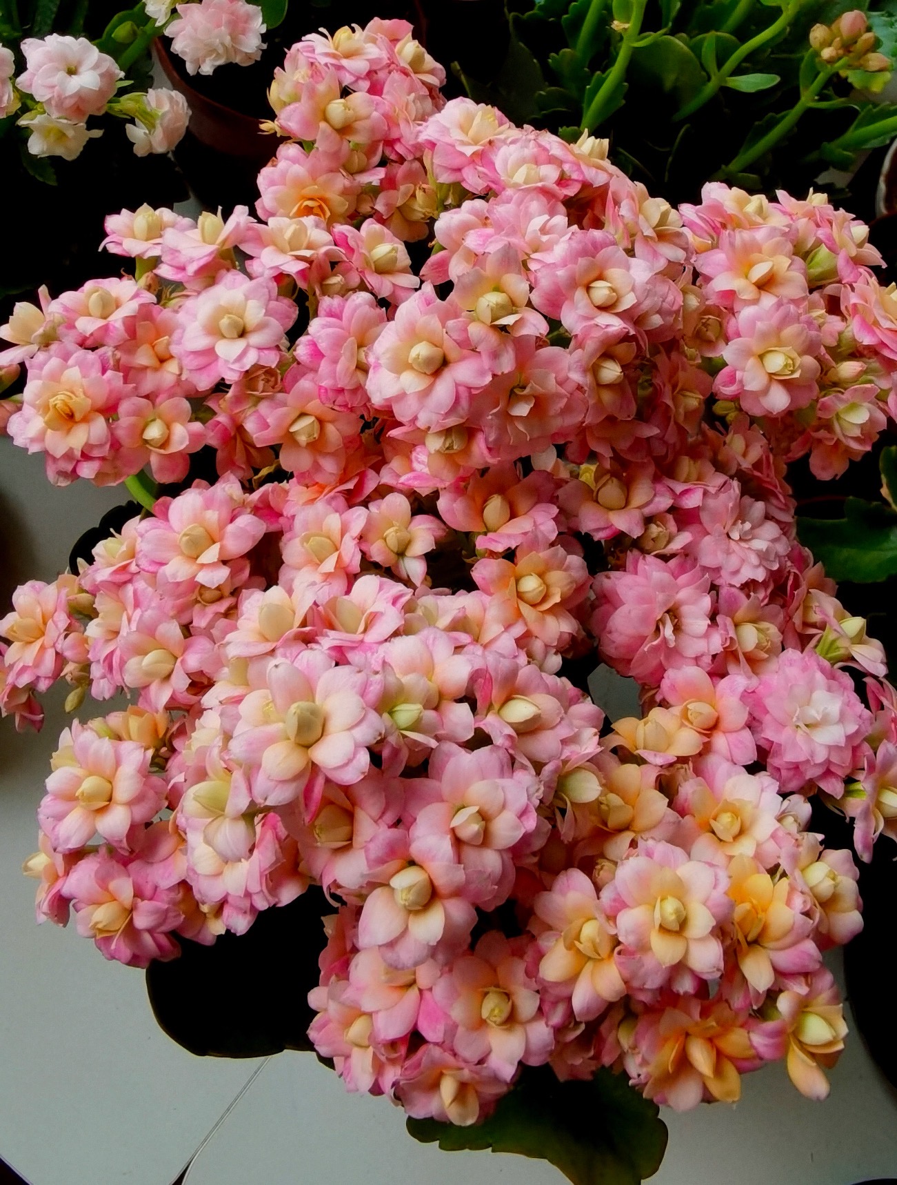 【雅典娜】110长寿花（拍够两单起发！）