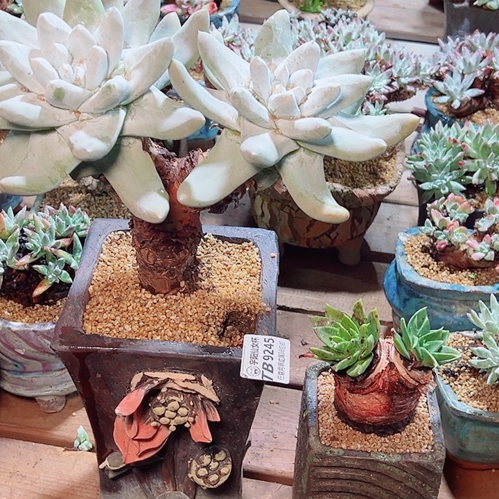 O****9245仙女杯多肉的人