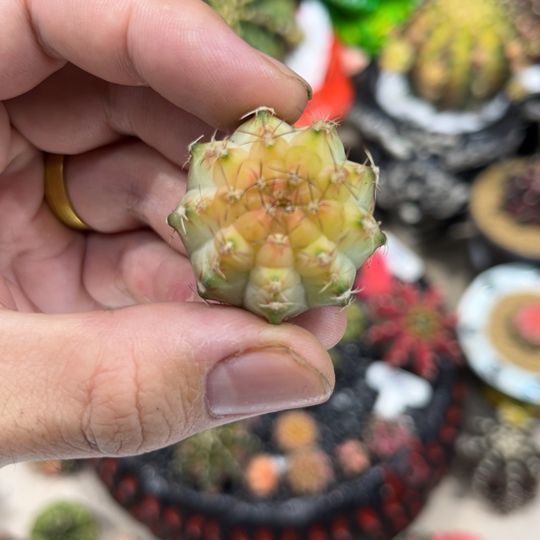 白轮回——————————