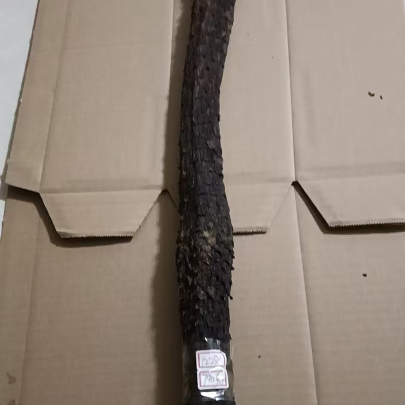 [肉苁蓉]牧民家自己的产品 山药