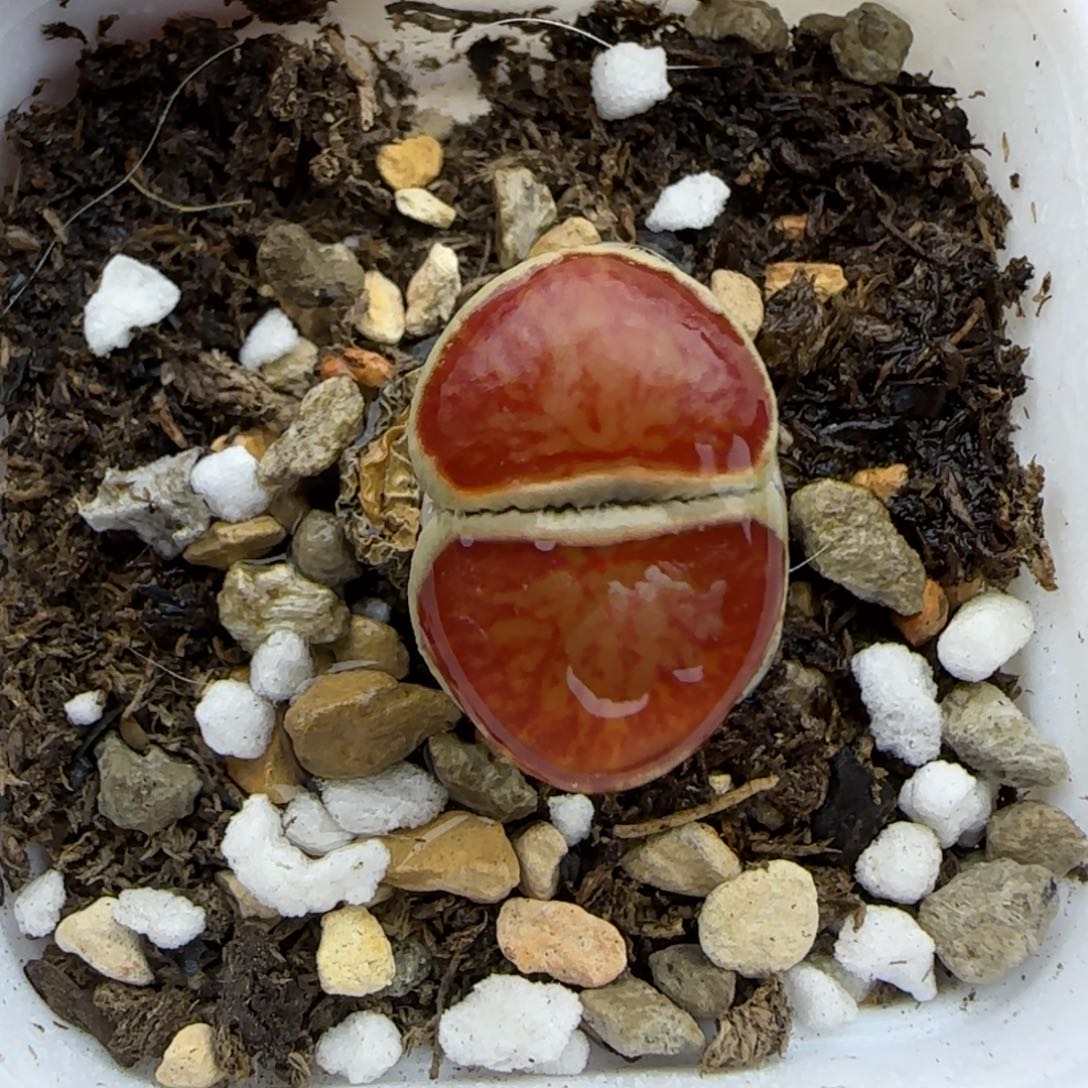 有腿岛田红窗菊特30包邮