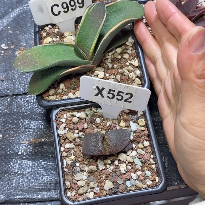 罗*福利 2 颗如图！！！！