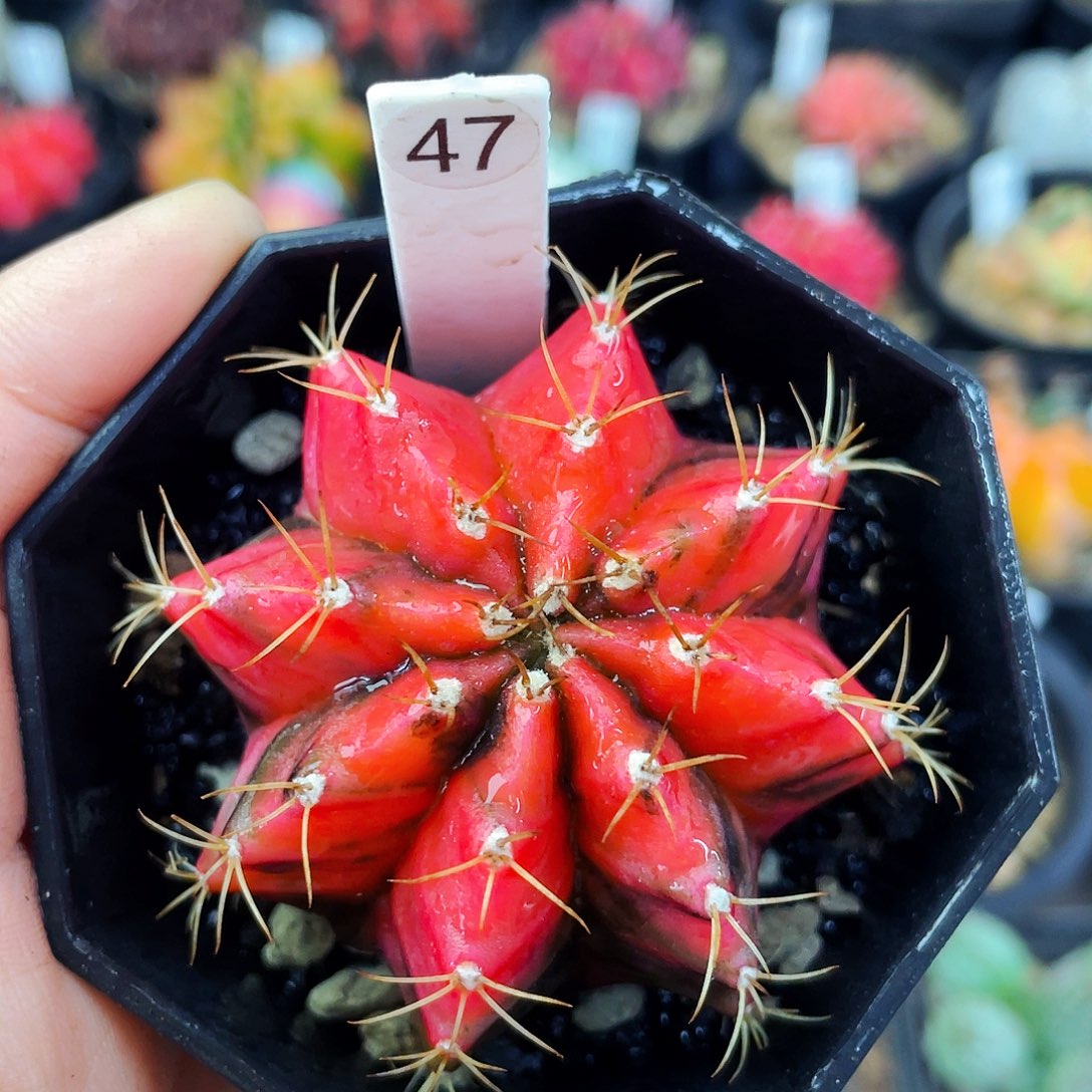 非偏远地区满25包邮仙人球