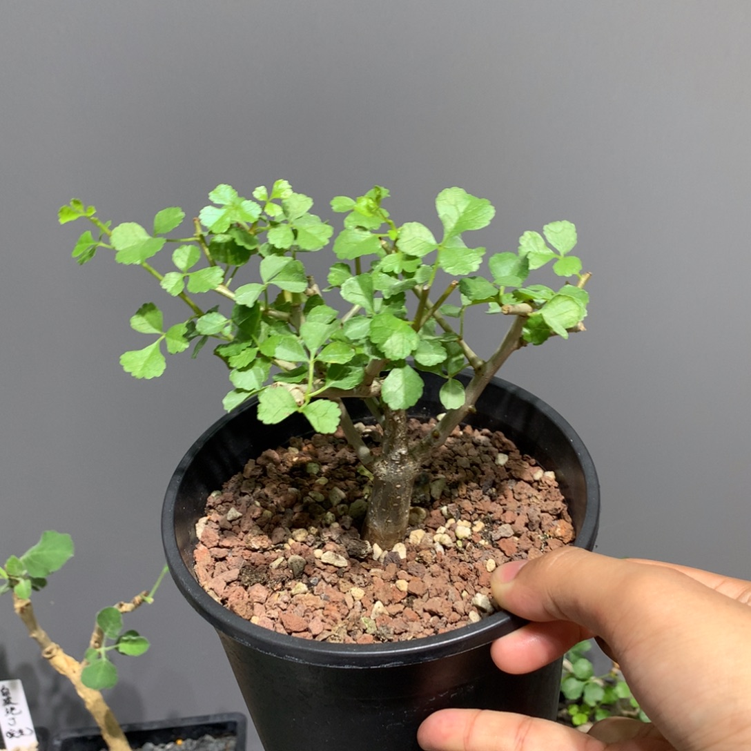 当前无花栽培后可以开花好望角没药实生带盆