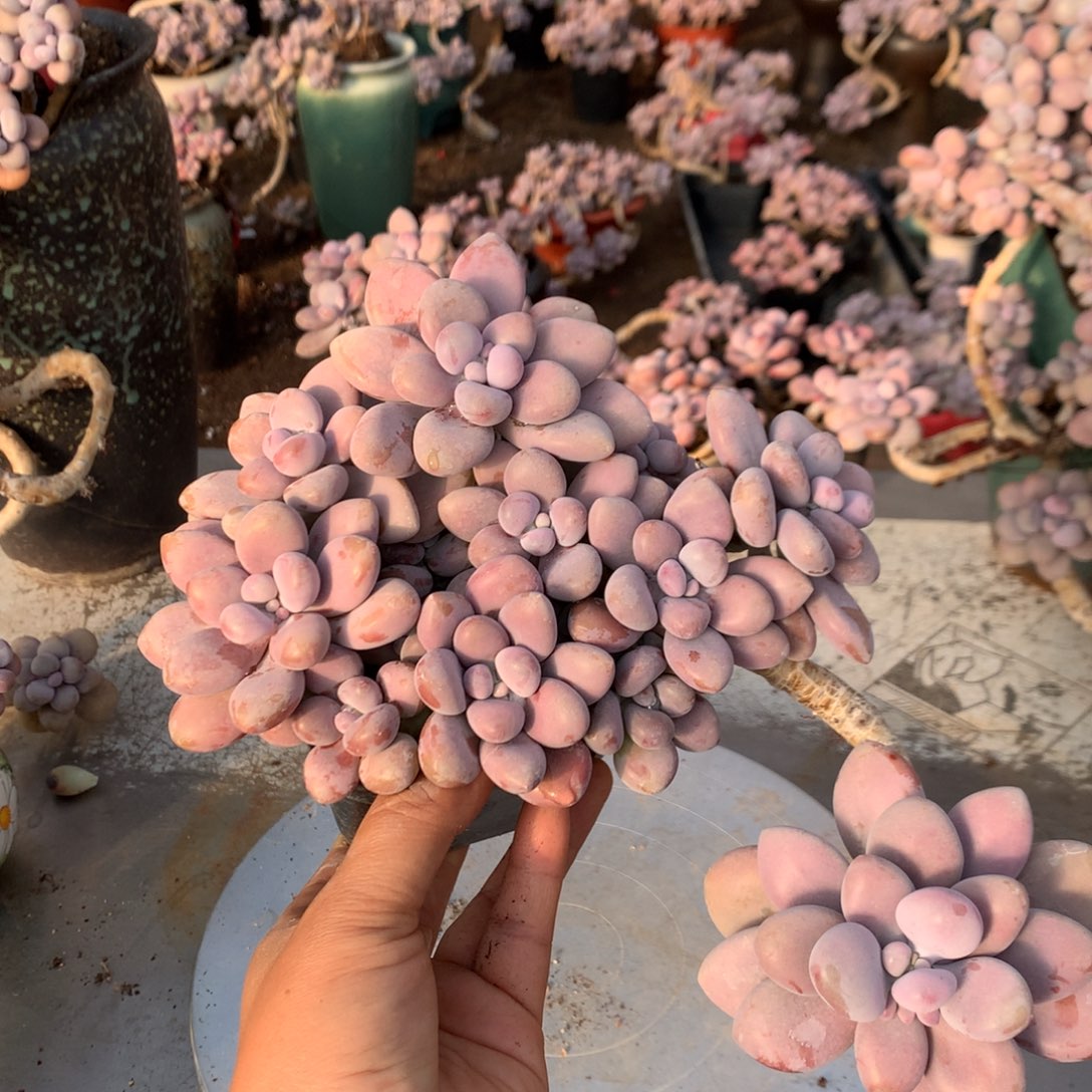 桃蛋老桩不带盆33号