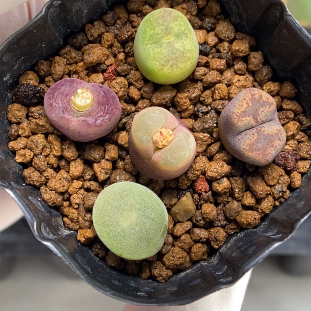 多肉植物肉锥杂交K-783 杂多多