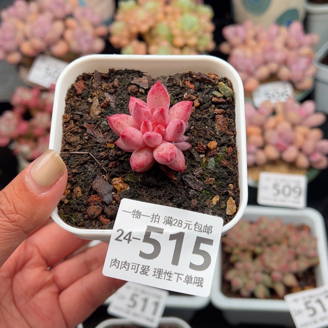 金鱼姬多肉多肉多肉多肉