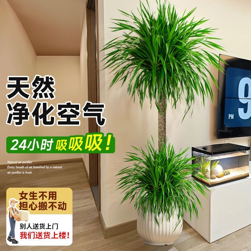 双层龙血树客厅室内大型盆栽吸甲醛植物办公室盆栽绿植老桩龙须树