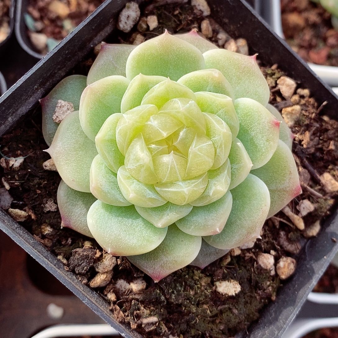 泼天富贵5-6cm多肉植物