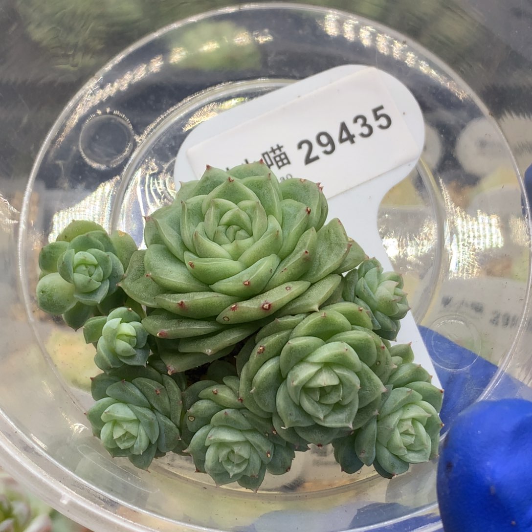 M***手多肉植物杂交珍妮