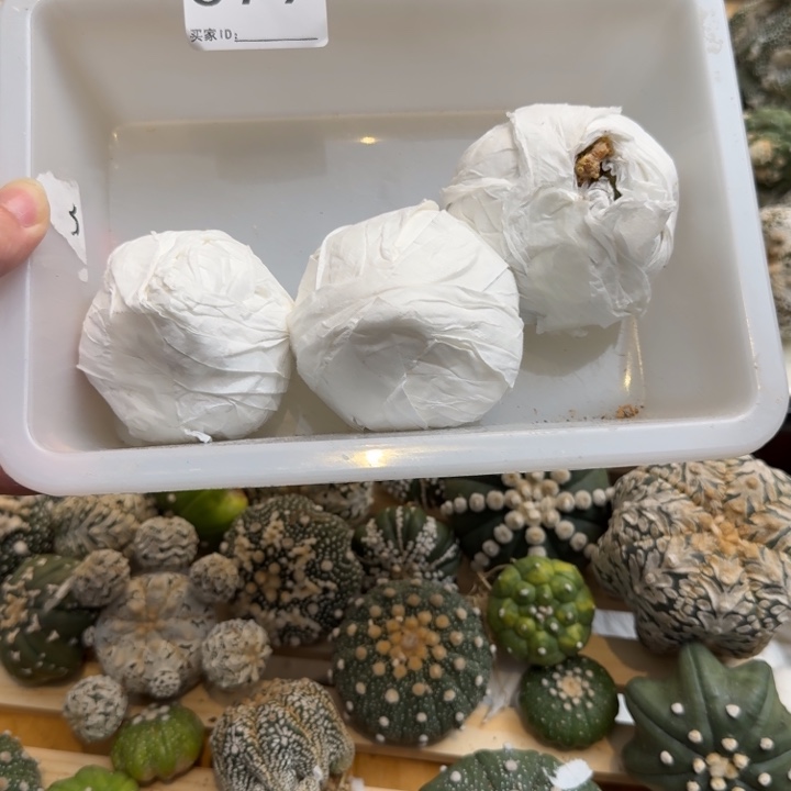 兜星球仙人球079号