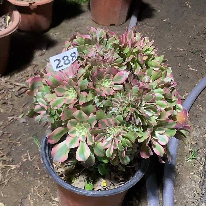 288香妃缀化老板子