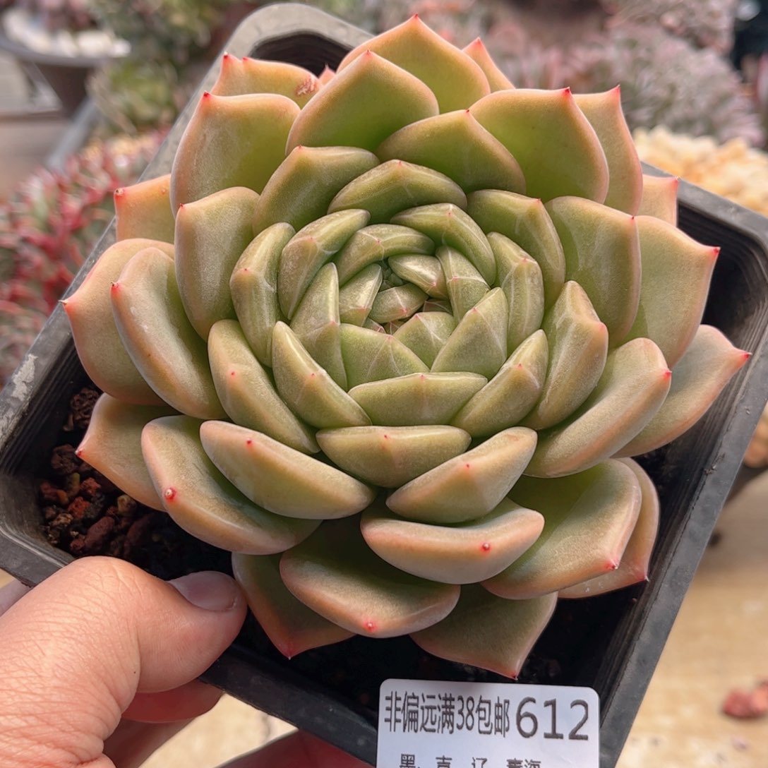 612珍妮东云德华多肉