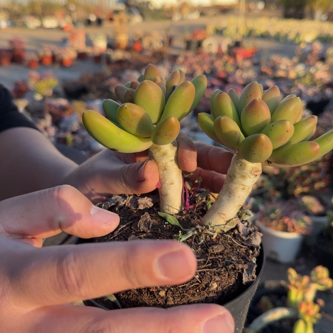 金蝉双头起发老桩