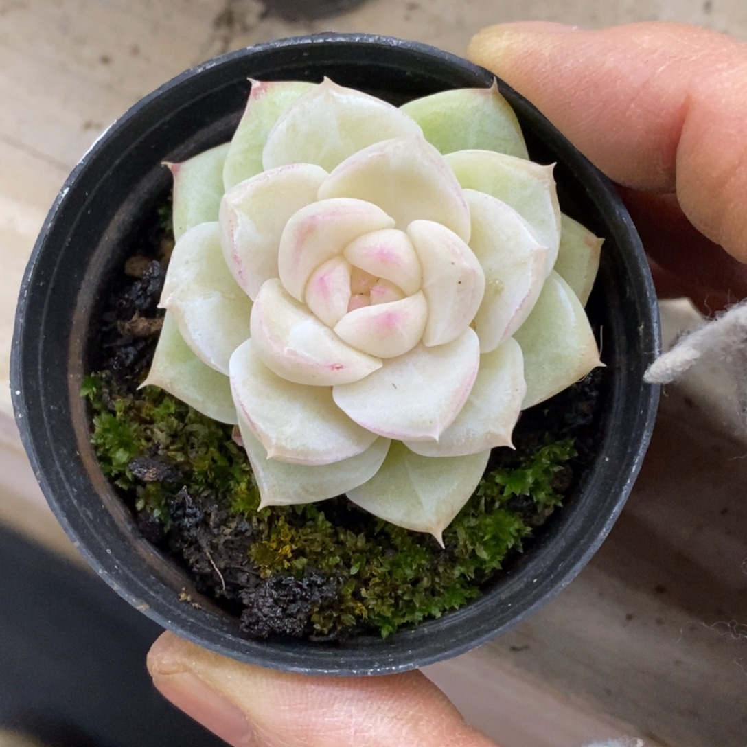 精品多肉一物一拍不包整248