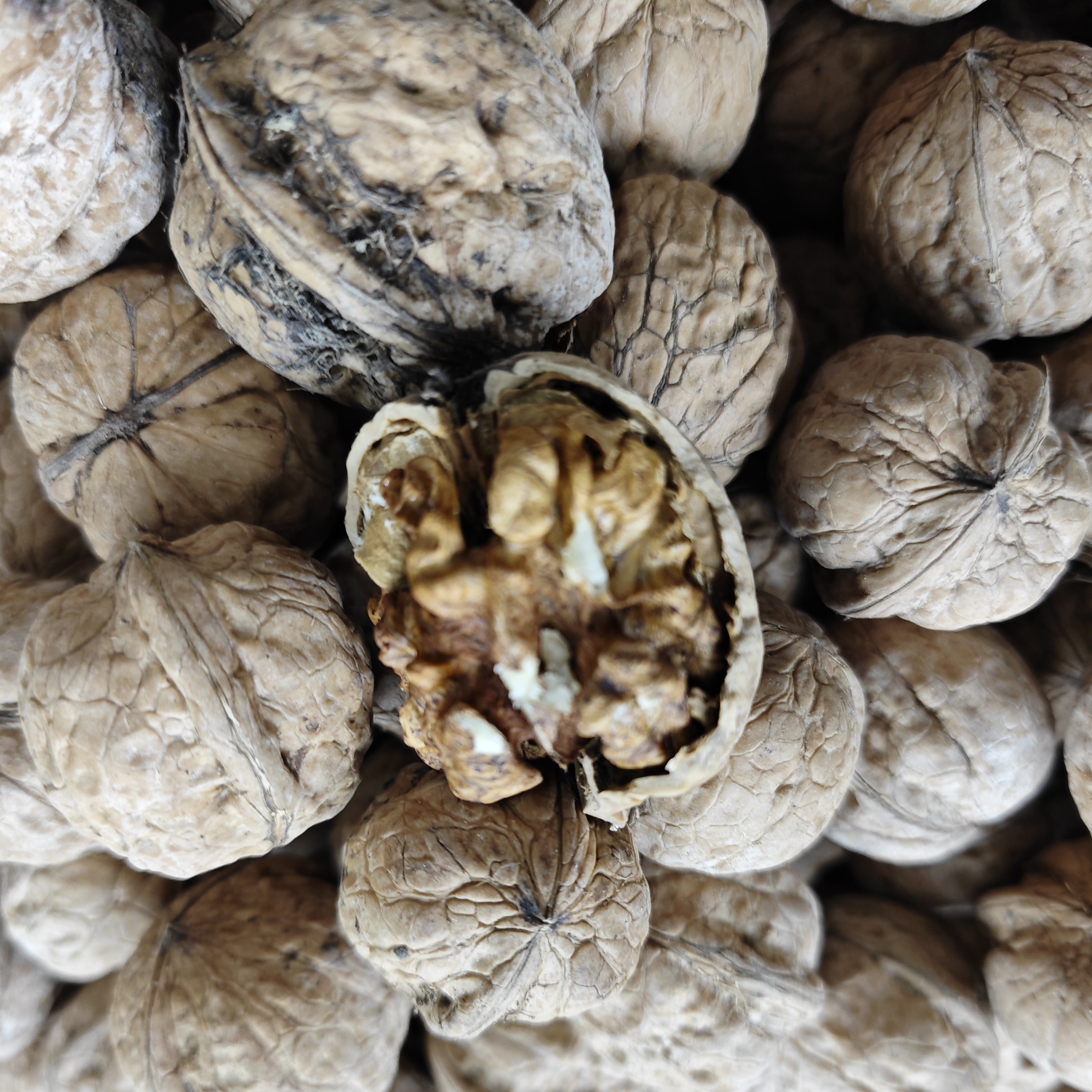 高山干核桃 干核桃