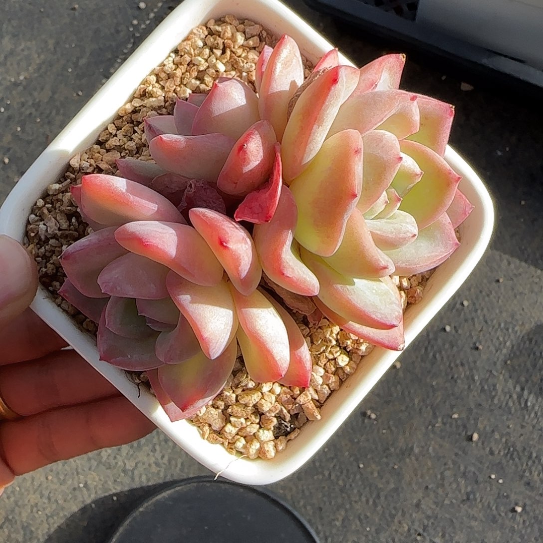 泡芙不带盆土发货