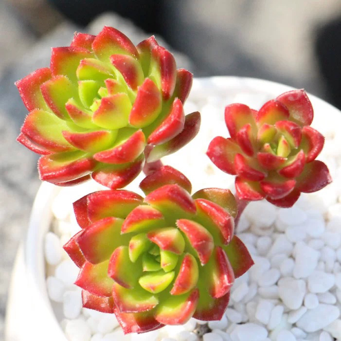 【满9.9包邮】蒂亚多头6.5cm盆多肉植物以直播间展示为准