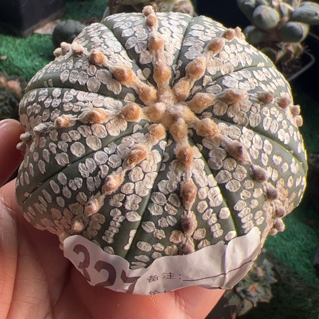 奇迹兜头仙人球327