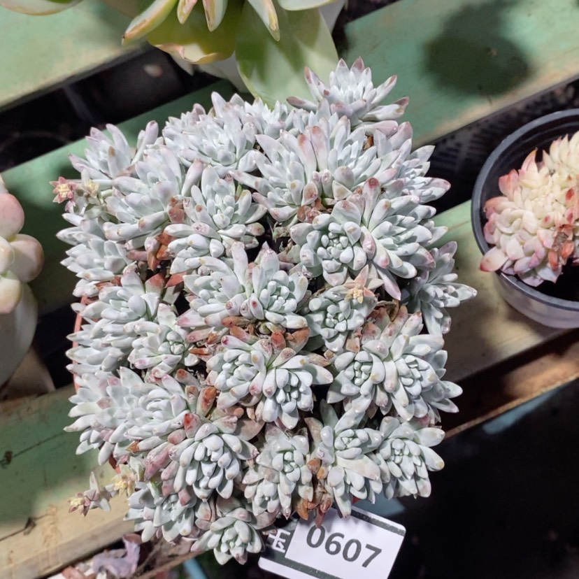 【闪购商品】白菊0607