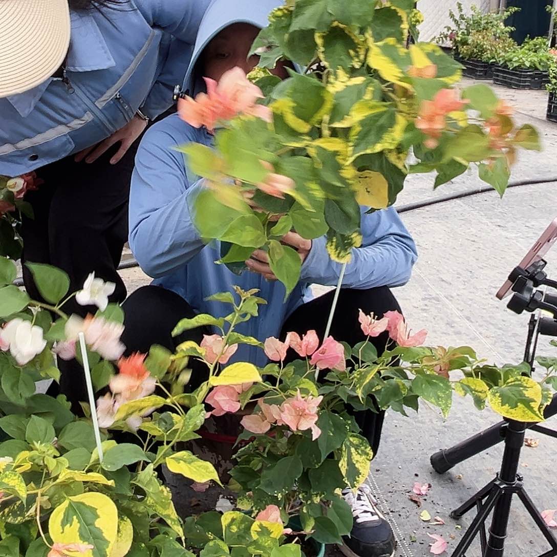 大部分开放少量花苞橙九月一颗