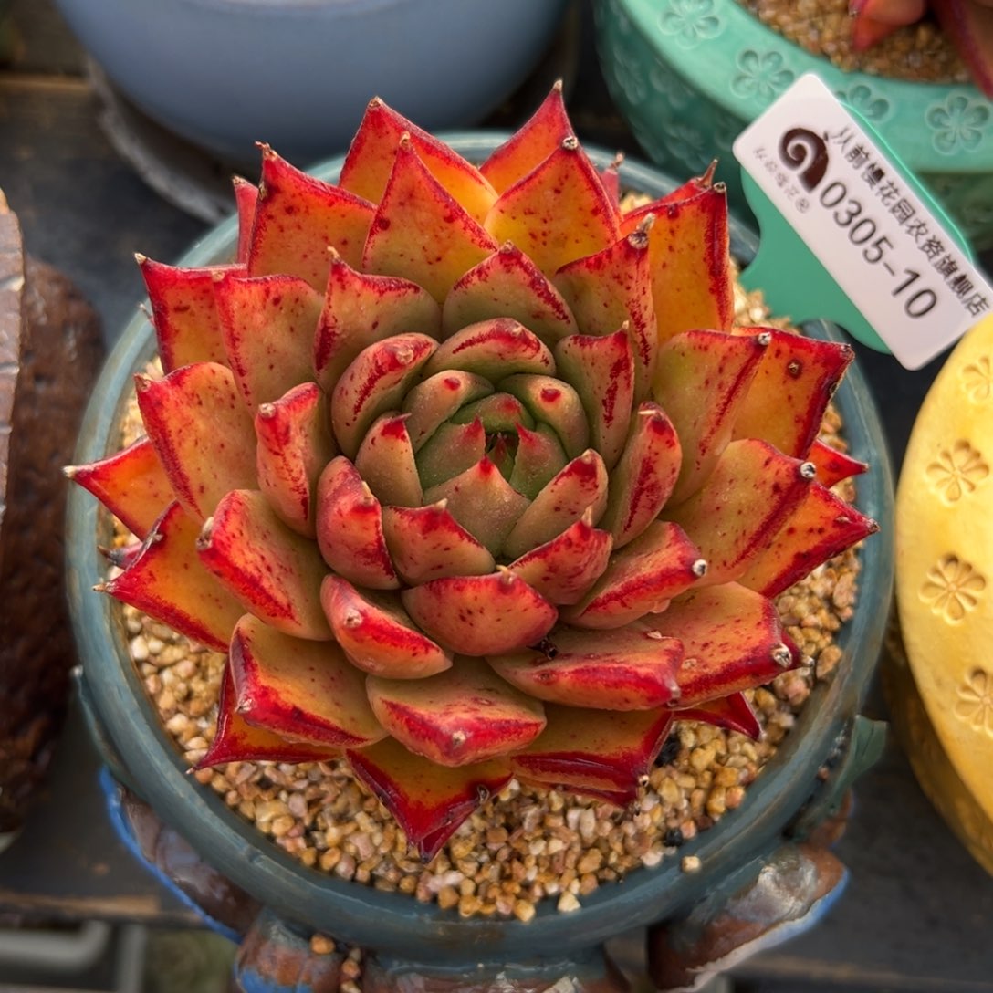 多肉一物一拍0305-10